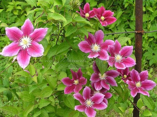 Клематис Хания / Clematis Hania — фото 4