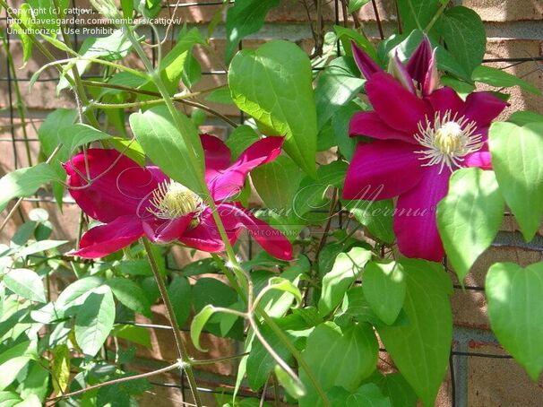 Клематис Хоши-Но-Фламенко / Clematis Hoshi-no-flamenco — фото 2