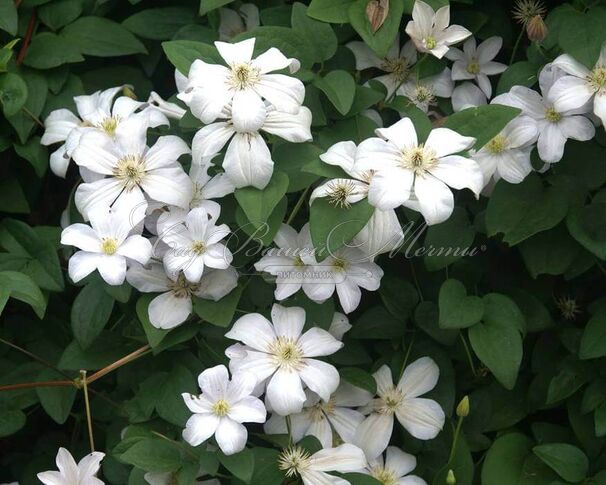 Клематис Хульдин / Clematis Huldine — фото 2