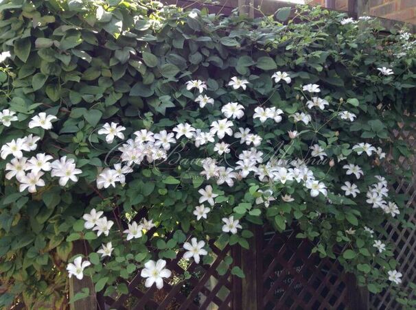 Клематис Хульдин / Clematis Huldine — фото 3