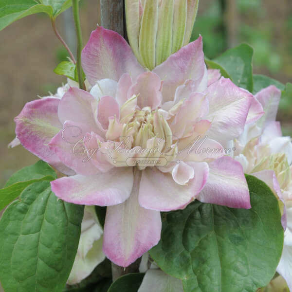 Клематис Иносент Блаш / Clematis Innocent Blush — фото 2