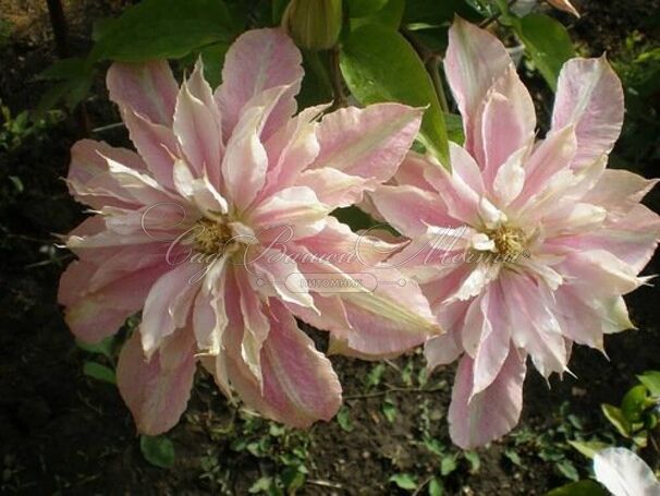 Клематис Иносент Блаш / Clematis Innocent Blush — фото 3