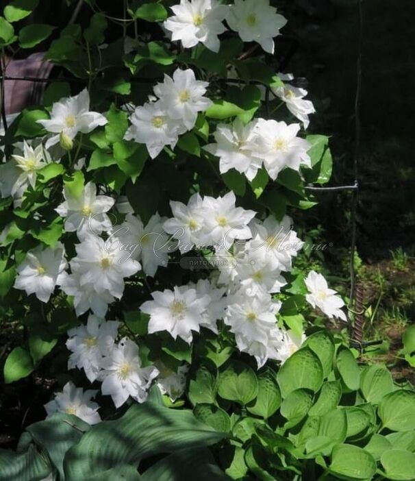 Клематис Исаго / Clematis Isago — фото 2