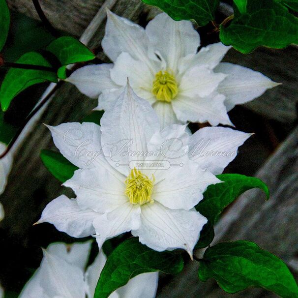 Клематис Исаго / Clematis Isago — фото 3