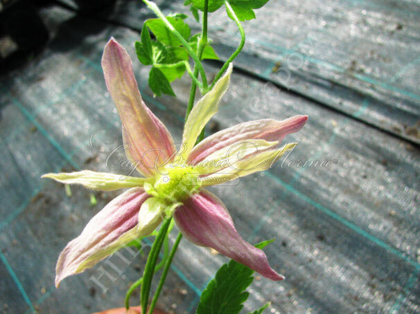 Клематис Дженни / Clematis Janny — фото 3