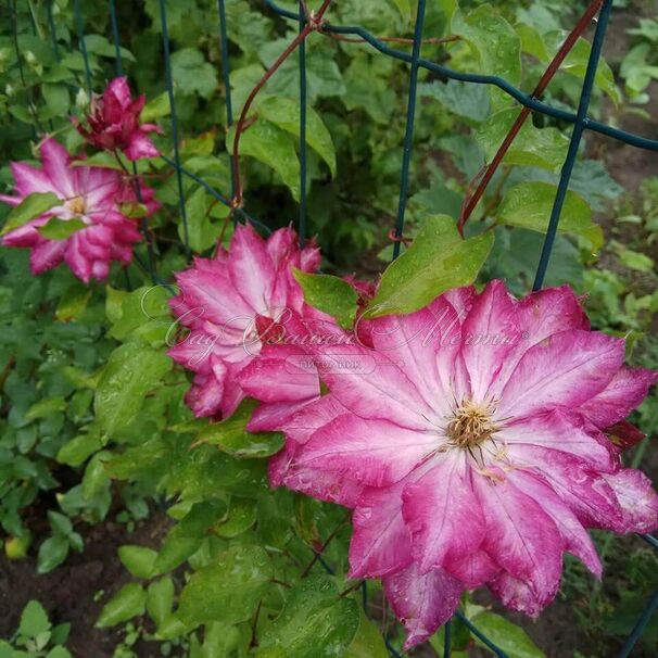 Клематис Каен / Clematis Kaen — фото 2