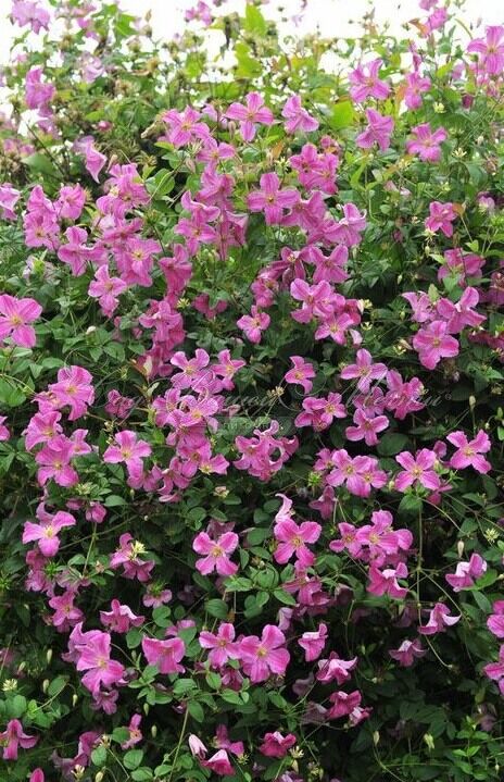 Клематис Краковяк / Clematis Krakowiak — фото 2