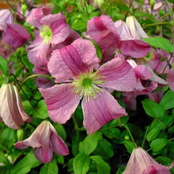 Клематис Краковяк / Clematis Krakowiak — фото 3