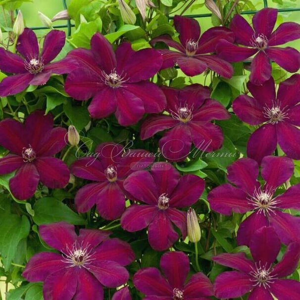 Клематис Криспина / Clematis Kryspina — фото 3