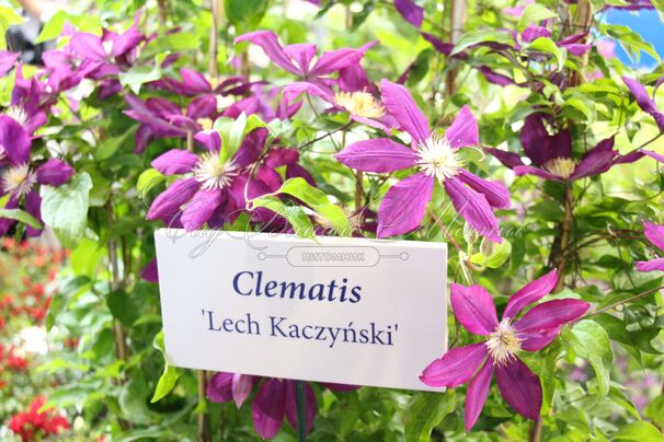 Клематис Лех Качиньски / Clematis Lech Kaczynski — фото 2