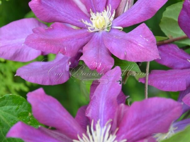 Клематис Лех Качиньски / Clematis Lech Kaczynski — фото 3