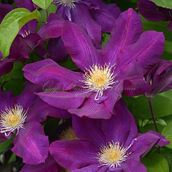 Клематис Лех Качиньски / Clematis Lech Kaczynski — фото 4
