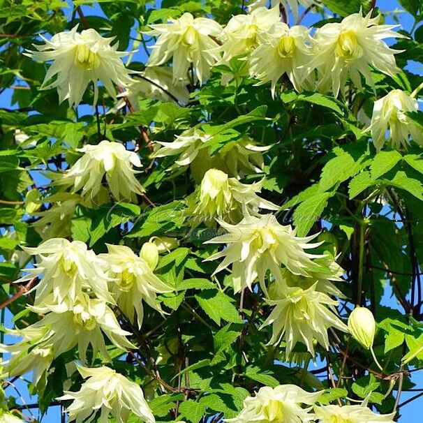 Клематис Лемон Дрим / Clematis Lemon Dream — фото 2