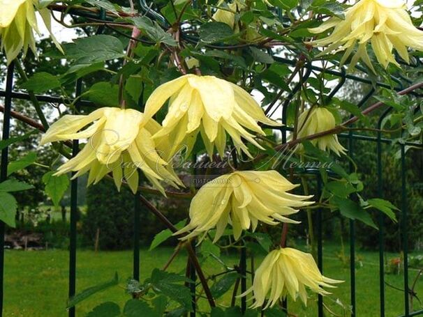 Клематис Лемон Дрим / Clematis Lemon Dream — фото 4