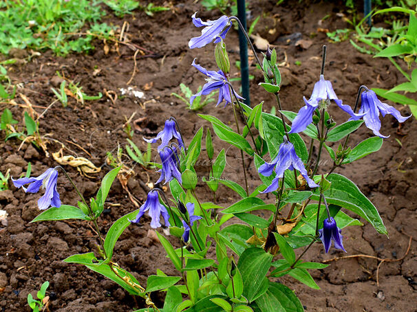 Клематис Литл Артист / Clematis Little Artist — фото 2