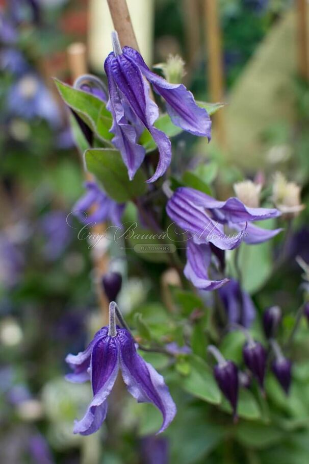 Клематис Литл Артист / Clematis Little Artist — фото 3