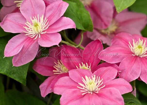 Клематис Литл Мермэйд / Clematis Little Mermaid — фото 2