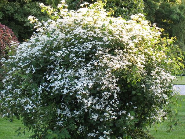 Клематис Манджурика / Clematis mandschurica — фото 2
