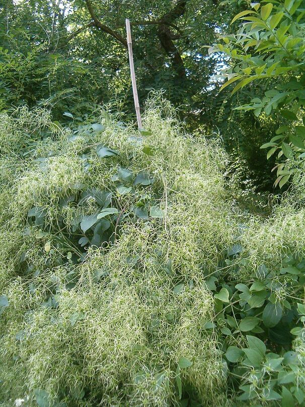 Клематис Манджурика / Clematis mandschurica — фото 3