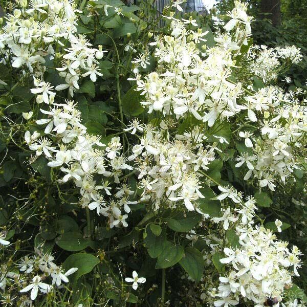 Клематис Манджурика / Clematis mandschurica — фото 4
