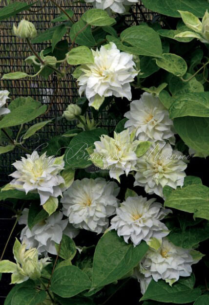 Клематис Мария Склодовская-Кюри / Clematis Maria Sklodowska Curie — фото 3