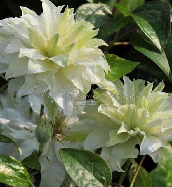 Клематис Мария Склодовская-Кюри / Clematis Maria Sklodowska Curie — фото 4