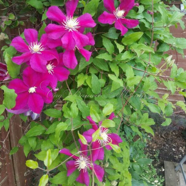Клематис Мазовше Вулкано / Clematis Mazowsze Volcano — фото 3