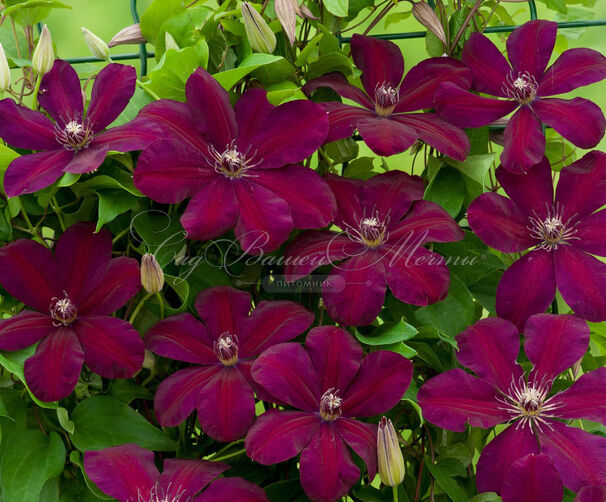 Клематис Мазовше Вулкано / Clematis Mazowsze Volcano — фото 4