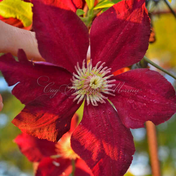 Клематис Мазовше Вулкано / Clematis Mazowsze Volcano — фото 5
