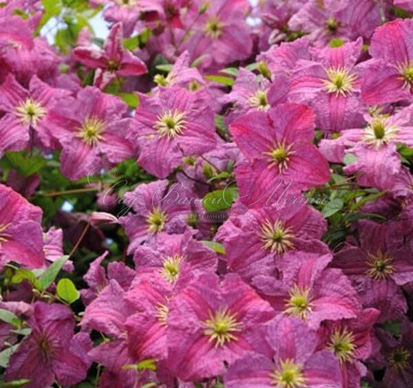 Клематис Мазурек / Clematis Mazurek — фото 2