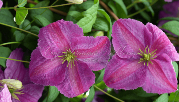 Клематис Мазурек / Clematis Mazurek — фото 3