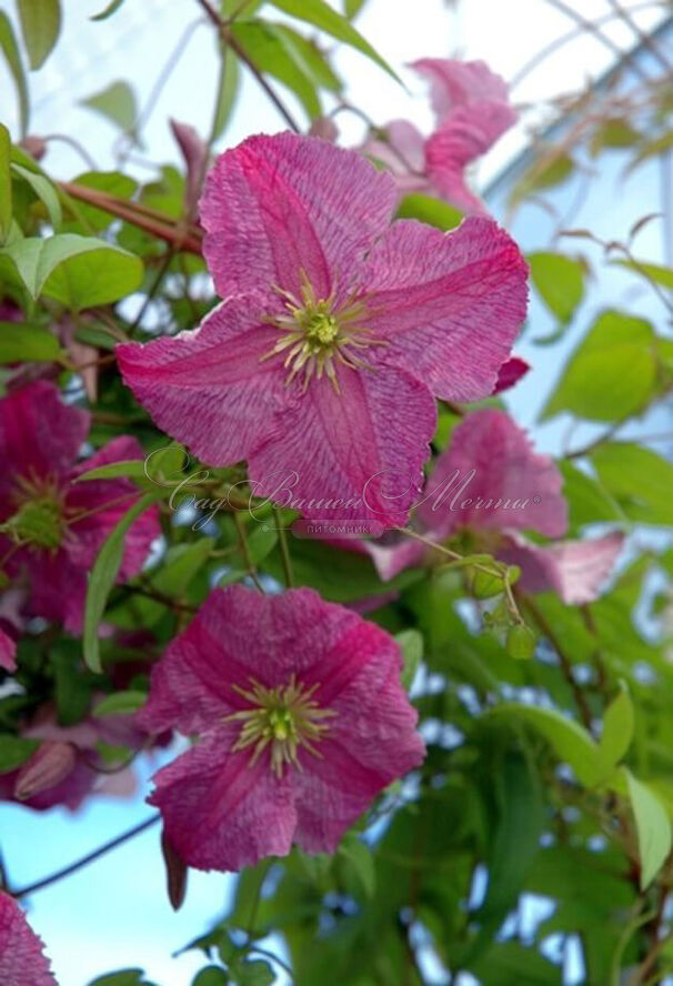 Клематис Мазурек / Clematis Mazurek — фото 4