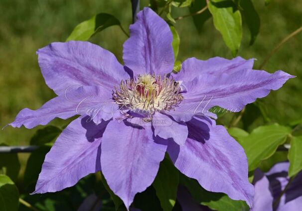 Клематис Николай Коперник / Clematis Mikolaj Kopernik — фото 2