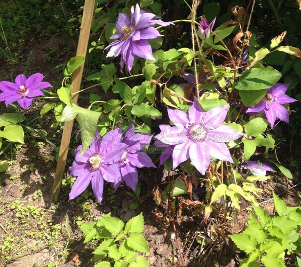 Клематис Николай Коперник / Clematis Mikolaj Kopernik — фото 3
