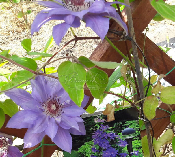 Клематис Николай Коперник / Clematis Mikolaj Kopernik — фото 4