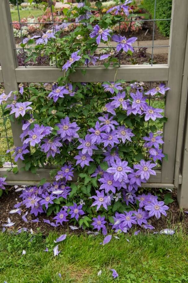 Клематис Николай Коперник / Clematis Mikolaj Kopernik — фото 5