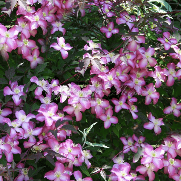 Клематис Фреда / Clematis montana Freda — фото 2