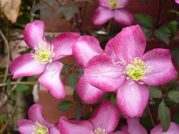 Клематис Фреда / Clematis montana Freda — фото 4