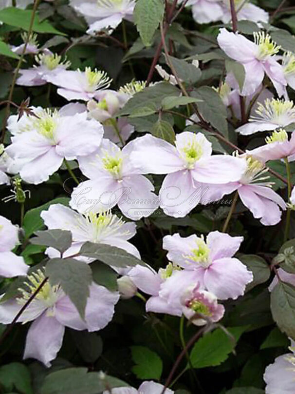 Клематис Мэйлин / Clematis montana Mayleen — фото 2