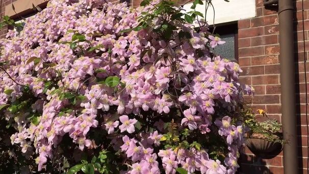 Клематис Мэйлин / Clematis montana Mayleen — фото 3