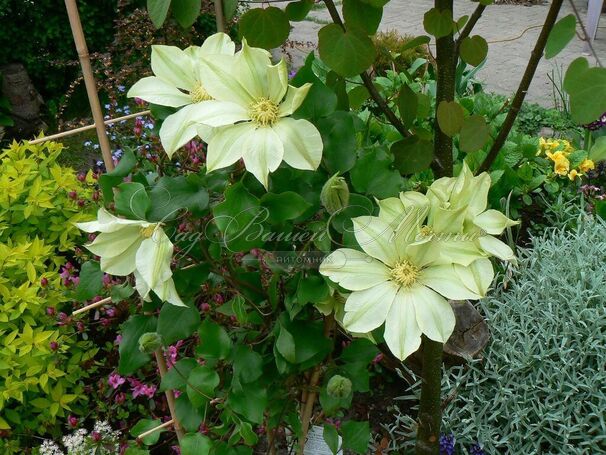 Клематис Мунлайт (Йеллоу Куин) / Clematis Moonlight (Yellow Queen) — фото 2