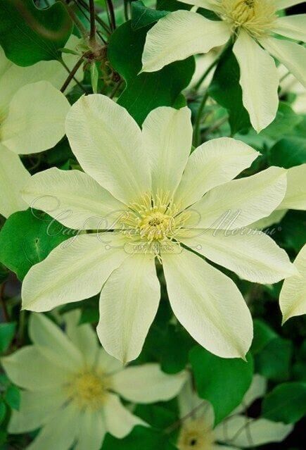 Клематис Мунлайт (Йеллоу Куин) / Clematis Moonlight (Yellow Queen) — фото 3