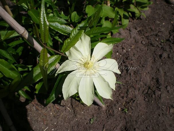 Клематис Мунлайт (Йеллоу Куин) / Clematis Moonlight (Yellow Queen) — фото 4