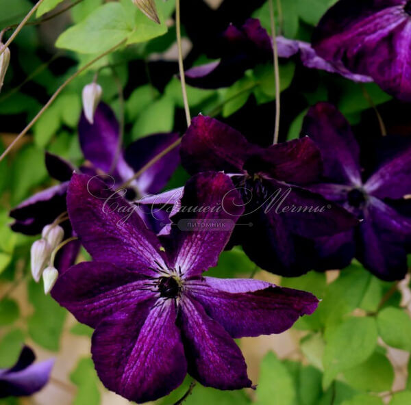 Клематис Найт Вайл / Clematis Night Veil — фото 2