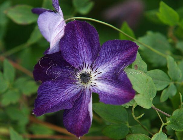 Клематис Найт Вайл / Clematis Night Veil — фото 3