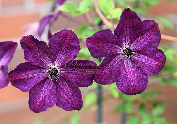 Клематис Найт Вайл / Clematis Night Veil — фото 5