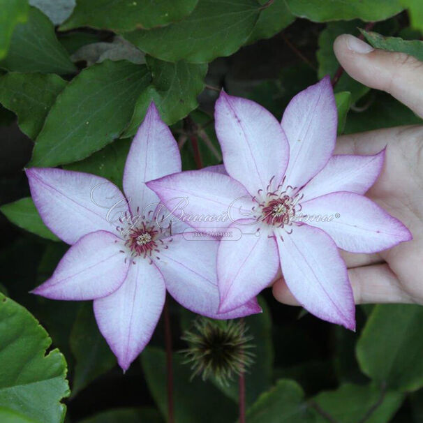 Клематис Омоширо / Clematis Omoshiro — фото 4