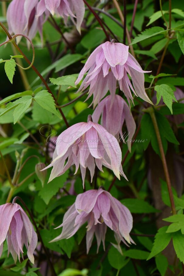 Клематис Пинк Свинг / Clematis Pink Swing — фото 2