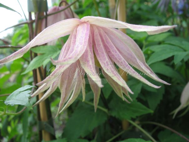 Клематис Пинк Свинг / Clematis Pink Swing — фото 3