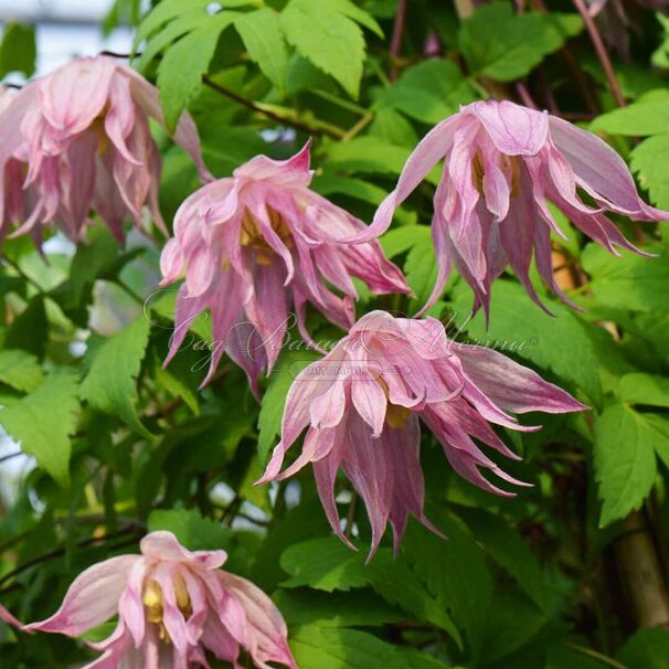 Клематис Пинк Свинг / Clematis Pink Swing — фото 4